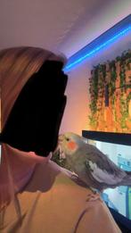 Tamme valkparkiet, Femelle, Perruche, Parleur