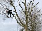 Elagage et abattage tout types d'arbres petit prix, Enlèvement ou Envoi