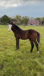 Sorrel overo, Dieren en Toebehoren, Paarden, Minder dan 160 cm, Niet van toepassing, 0 tot 2 jaar, Hengst