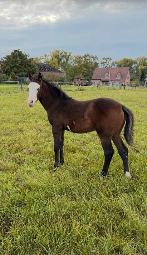 Sorrel overo, Dieren en Toebehoren, Paarden, Hengst, Niet van toepassing, Minder dan 160 cm, 0 tot 2 jaar, Westernpaard, Met stamboom