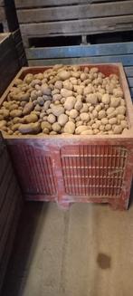 Voederaardappelen  500kg 20€, Ophalen