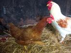 Legkippen te koop, Dieren en Toebehoren, Pluimvee, Meerdere dieren, Kip