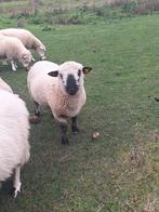 Hampshire down Dekbok, Dieren en Toebehoren, Schapen, Geiten en Varkens