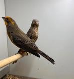 Koppel Mexicaanse roodmus