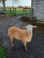 Jonge ram van begin augustus vleesras., Dieren en Toebehoren, Schapen, Geiten en Varkens