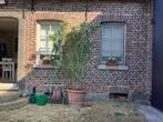 OLEANDER TE KOOP, Overige soorten, 100 tot 250 cm, Zomer, Ophalen