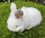 Ras zuiver Engelse Angora konijntje Wit/Feh blauwe oogjes., Dieren en Toebehoren, Konijnen