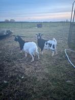 Dwerggeitjes te koop, Dieren en Toebehoren, Schapen, Geiten en Varkens, Vrouwelijk, Geit, 0 tot 2 jaar