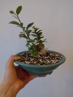 Ficus bonsai, Tuin en Terras, Ophalen