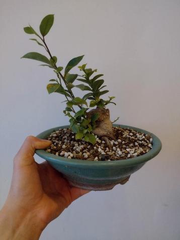 Ficus bonsai  beschikbaar voor biedingen