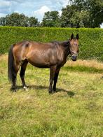 Mooie ruin, Dieren en Toebehoren, Paarden, Ruin, 11 jaar of ouder