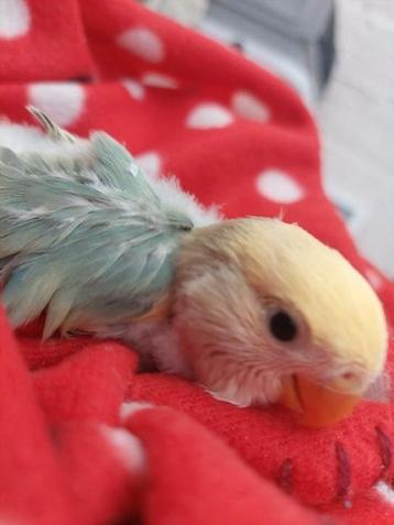 Roseicollie babys handtam 2  beschikbaar voor biedingen