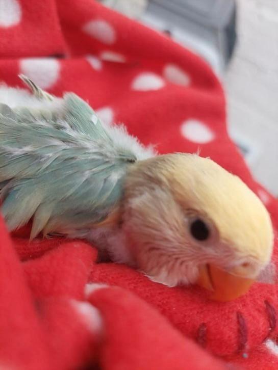 Roseicollie babys handtam 2, Dieren en Toebehoren, Vogels | Parkieten en Papegaaien, Tam
