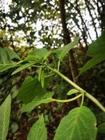 Brugmansia's (engelentrompetten), Ophalen