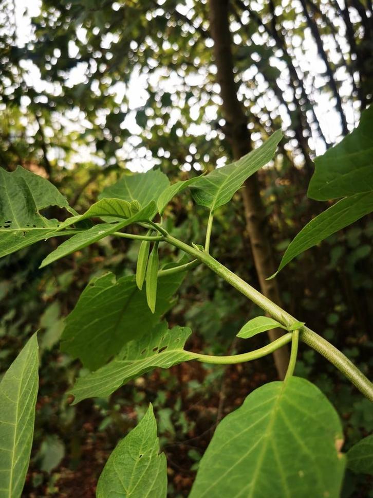 Brugmansia's (engelentrompetten), Tuin en Terras, Planten | Tuinplanten, Ophalen