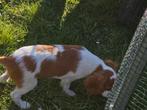 cavalier puber pups - november december en januari, CDV (hondenziekte), België, 15 weken tot 1 jaar, Meerdere