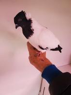 Sierduiven, Dieren en Toebehoren, Vogels | Duiven