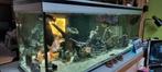 aquarium 150*60*50, Enlèvement, Utilisé, Aquarium d'eau douce rempli