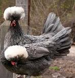 Hollandse kuif, Dieren en Toebehoren, Pluimvee, Vrouwelijk, Kip