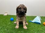 Nestje Cockapoo pups, Dieren en Toebehoren, Honden | Chihuahua's en Gezelschapshonden, België, Overige rassen, CDV (hondenziekte)