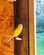 Kleurkanaries geel, Dieren en Toebehoren, Vogels | Kanaries, Meerdere dieren, Kleurkanarie