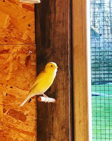 Kleurkanaries geel beschikbaar voor biedingen