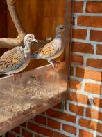 Koppel zomertortels, Dieren en Toebehoren, Vogels | Overige Vogels, Meerdere dieren, Wildzangvogel, Geringd