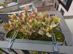 4 balkonbakken elho green plantenbakken, Balkon, Kunststof, Rechthoekig, Minder dan 30 cm