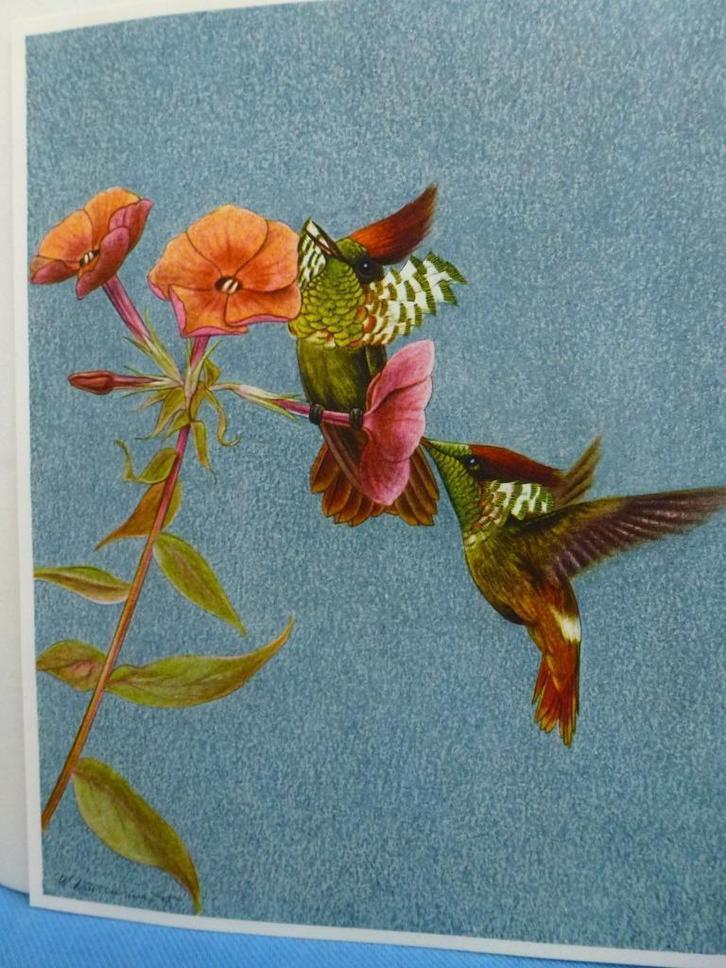 Oiseaux de paradis et colibris Artis, Boeken, Prentenboeken en Plaatjesalbums, Gelezen, Plaatjesalbum, Ophalen of Verzenden