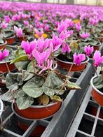 Cyclamen pink, Tuin en Terras, Planten | Tuinplanten, Ophalen, Bodembedekkers, Vaste plant, Halfschaduw