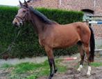 Beloftevolle 3 jarige Eventing / spring merrie te koop, Dieren en Toebehoren, Paarden, Merrie, Gechipt, 3 tot 6 jaar, 160 tot 165 cm