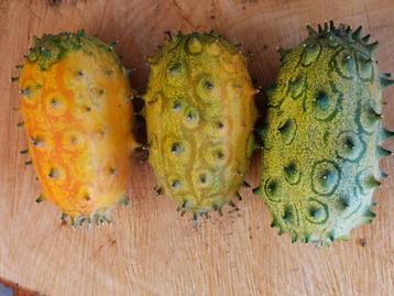 5 zaden Kiwano fruit, Tuin en Terras, Verzenden, Voorjaar, Zaad