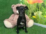 Italiaans Windhondje pup - kleur Zwart, Dieren en Toebehoren, Honden | Windhonden, CDV (hondenziekte), 8 tot 15 weken, België