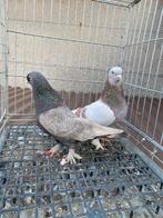 Mooi super taklas koppel, Dieren en Toebehoren, Vogels | Duiven