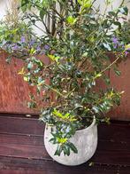 Bloempot met plant, Ophalen, Winter