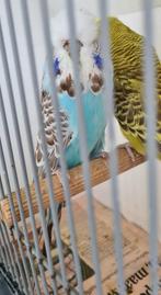 Engelse grasparkieten champion TT Kwaliteit vogels, Dieren en Toebehoren, Vogels | Parkieten en Papegaaien, Meerdere dieren, Parkiet