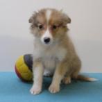 Sheltie pups – zachtaardige schoonheid in sable-wit, Dieren en Toebehoren, Honden | Herdershonden en Veedrijvers, België, CDV (hondenziekte)