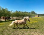 Welsh B stamboek palomino merrietje, Dieren en Toebehoren, Pony's, B