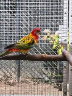 Rosella parkieten, Dieren en Toebehoren, Vogels | Parkieten en Papegaaien