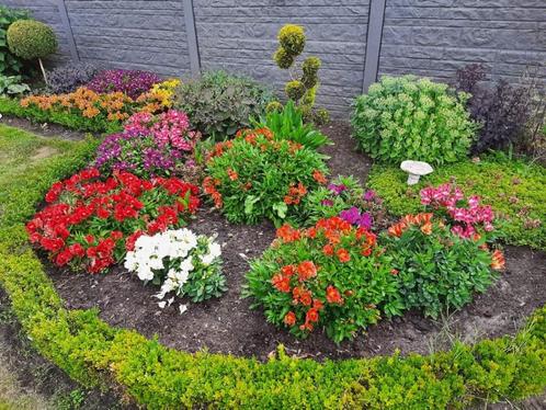 Alstroemeria, princess lilie rode + oranje, Tuin en Terras, Planten | Tuinplanten, Vaste plant, Overige soorten, Volle zon, Zomer