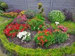 Alstroemeria, princess lilie rode + oranje, Zomer, Vaste plant, Overige soorten, Ophalen