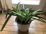 Grasplant, lompe plant, Groene kamerplant, Ophalen, Vetplant