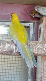 pennant rosella, Dieren en Toebehoren, Parkiet, Geringd