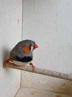 Zebravink, Mâle, Oiseau tropical, Bagué