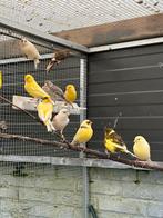 Kanarie poppen, Dieren en Toebehoren, Vogels | Kanaries, Vrouwelijk, Kleurkanarie