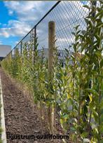 ‼️Ligustrum Ovalifolium aan stuntprijzen ‼️, Tuin en Terras, Ophalen