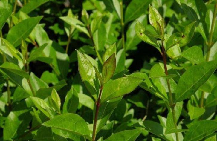 Liguster, Ligustrum ovalifolium bladhoudend, Tuin en Terras, Planten | Struiken en Hagen, Haag, Liguster, Ophalen