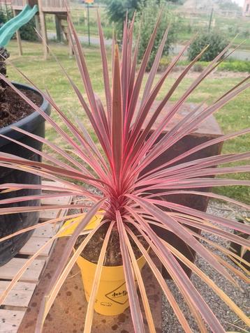 Cordyline Australis - Koolpalm  beschikbaar voor biedingen
