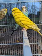 Grasparkiet, Dieren en Toebehoren, Vogels | Parkieten en Papegaaien