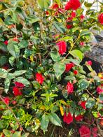 Camellia 3stuks, Ophalen